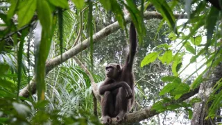 Útulek pro záchranu šimpanzů Jane Goodallové (4/6)