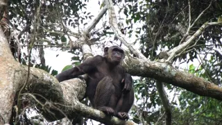 Útulek pro záchranu šimpanzů Jane Goodallové (4/6)