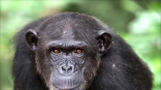 Útulek pro záchranu šimpanzů Jane Goodallové (4/6)