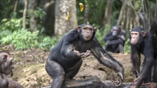 Útulek pro záchranu šimpanzů Jane Goodallové (4/6)