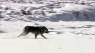 Nejdokonalejší tvorové v umění přežít (5/5)