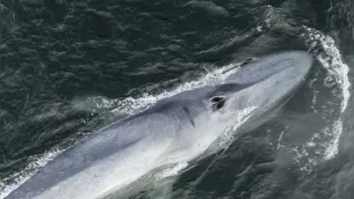 Humboldtův proud (1/3)