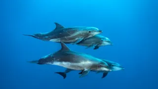 Zvierací Einsteinovia (2/6)