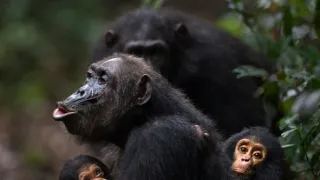 Zvierací Einsteinovia (2/6)