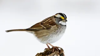 Zvierací Einsteinovia (2/6)