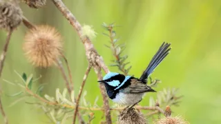 Zvierací Einsteinovia (2/6)