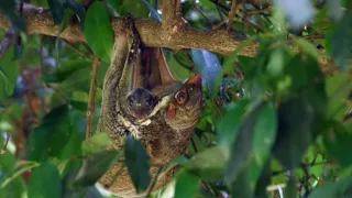 Zvierací Einsteinovia (2/6)