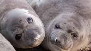 Zvieratá s kamerami