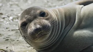 Zvieratá s kamerami