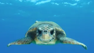 Zvieratá s kamerami