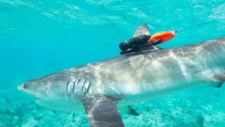 Zvieratá s kamerami