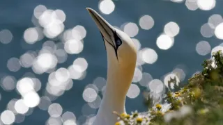 Zvieratá s kamerami