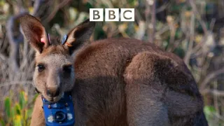 Zvieratá s kamerami