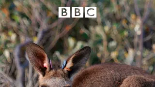 Zvieratá s kamerami