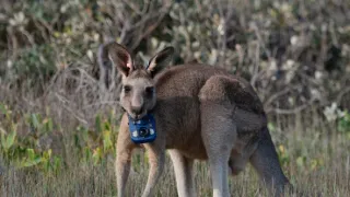 Zvieratá s kamerami