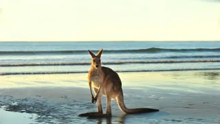 Zvieratá s kamerami