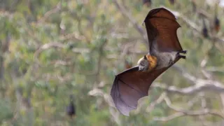 Zvieratá s kamerami