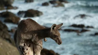 Zvieratá s kamerami