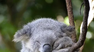 Zvieratá s kamerami