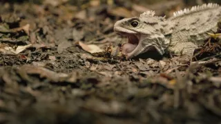 Fascinujúci Nový Zéland