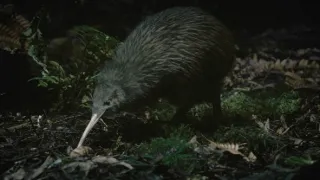 Fascinujúci Nový Zéland