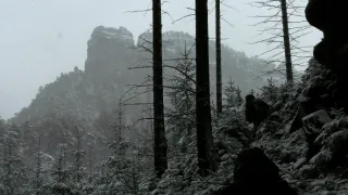 Návraty k divočině
