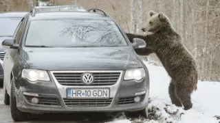 Rumunsko: Země medvědů