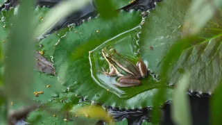 Divoká tvár Thajska (1/2)