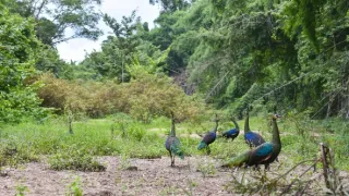 Divoká tvár Thajska (1/2)