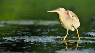 Divoká tvár Thajska (1/2)