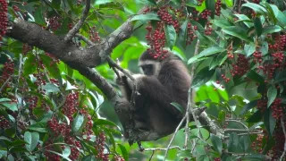 Divoká tvár Thajska (1/2)