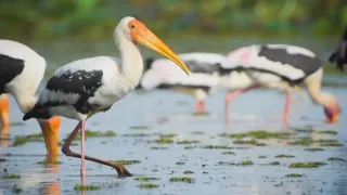 Divoká tvár Thajska (1/2)