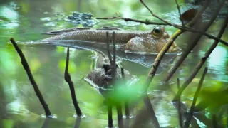 Divoká tvár Thajska (1/2)