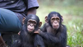 Útulek pro záchranu šimpanzů Jane Goodallové (5/6)