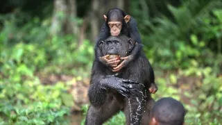 Útulek pro záchranu šimpanzů Jane Goodallové (5/6)