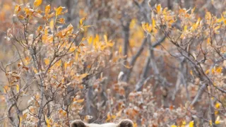 Divoká Aljaška (2/3)