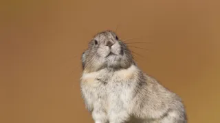 Divoká Aljaška (2/3)