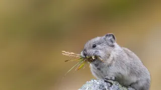 Divoká Aljaška (2/3)