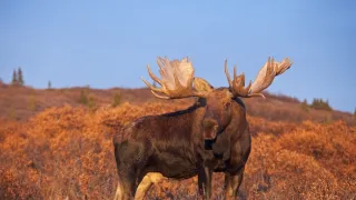 Divoká Aljaška (2/3)