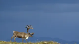 Divoká Aljaška (2/3)