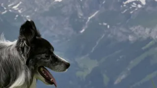 Skrytý život našich domácích mazlíčků (2/4)