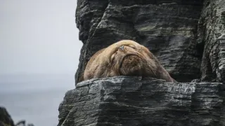 Humboldtův proud (2/3)