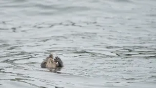 Humboldtův proud (2/3)