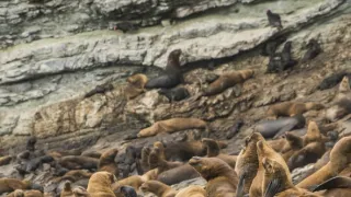 Humboldtův proud (2/3)