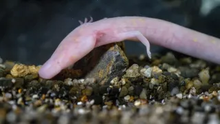 Zvířecí superschopnosti