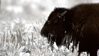 Bizon - ikona Severní Ameriky