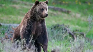 Bizon - ikona Severní Ameriky