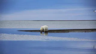 Veľké hody ľadového medveďa