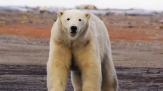 Veľké hody ľadového medveďa