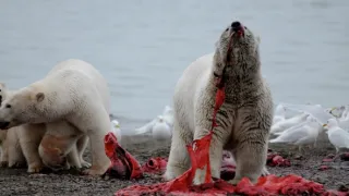Veľké hody ľadového medveďa